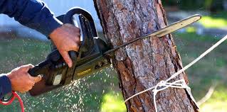 Best Tree Removal  in Applewood, CO