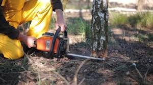 How Our Tree Care Process Works  in  Applewood, CO