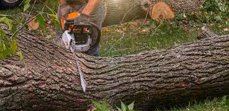Best Tree and Shrub Care  in Applewood, CO