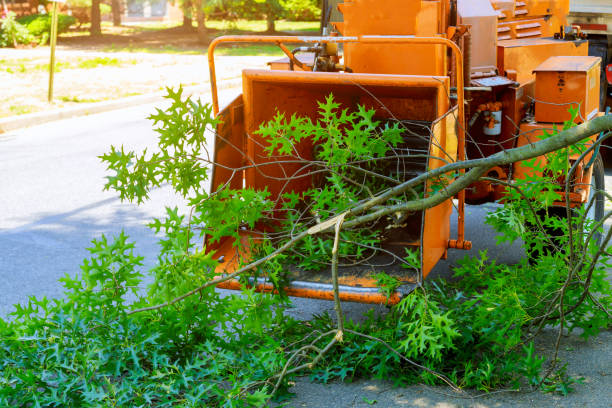 Best Commercial Tree Services  in Applewood, CO