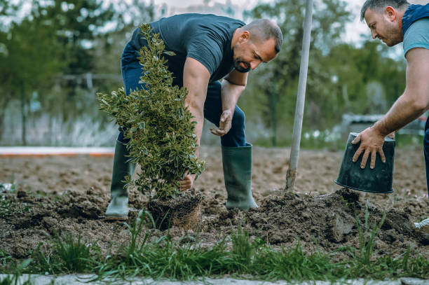  Applewood, CO Tree Services Pros