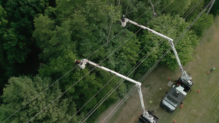 Best Tree Preservation Services  in Applewood, CO