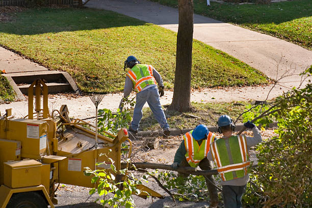Best Stump Grinding and Removal  in Applewood, CO