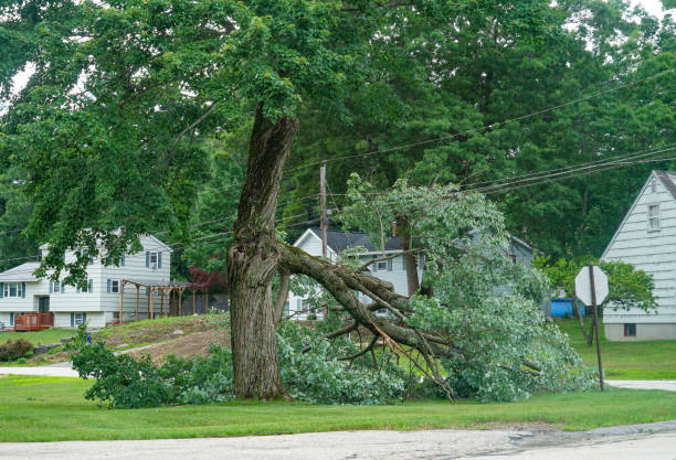 Best Root Management and Removal  in Applewood, CO