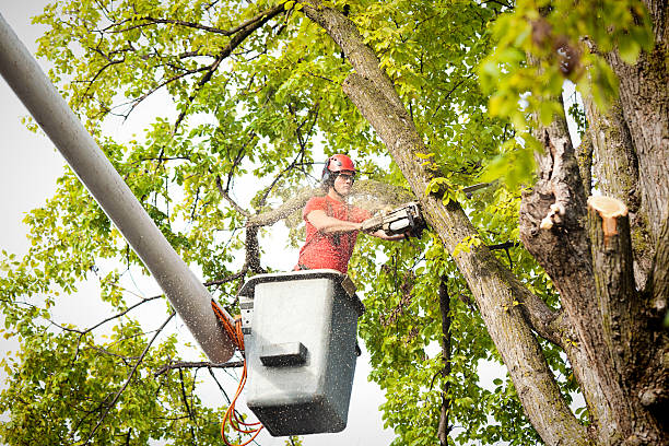 Best Tree Risk Assessment  in Applewood, CO