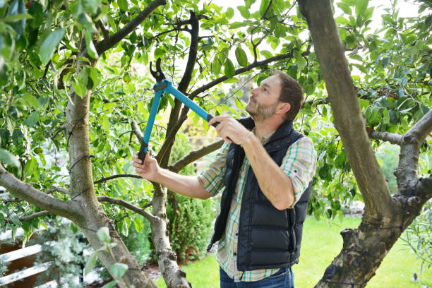 Best Organic Lawn Care Solutions  in Applewood, CO