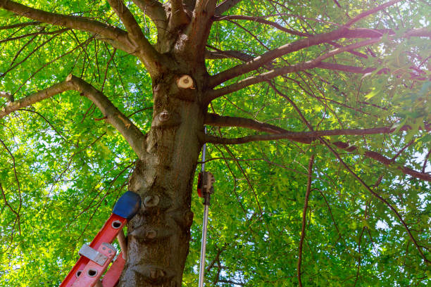 Best Hazardous Tree Removal  in Applewood, CO